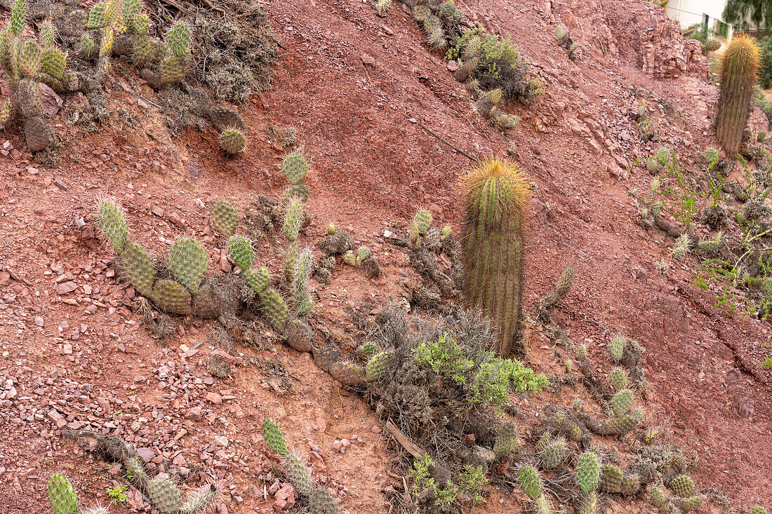 Cardón and prickly pear cacti growing on Cerro El Porito in Purmamarca, Argentina.