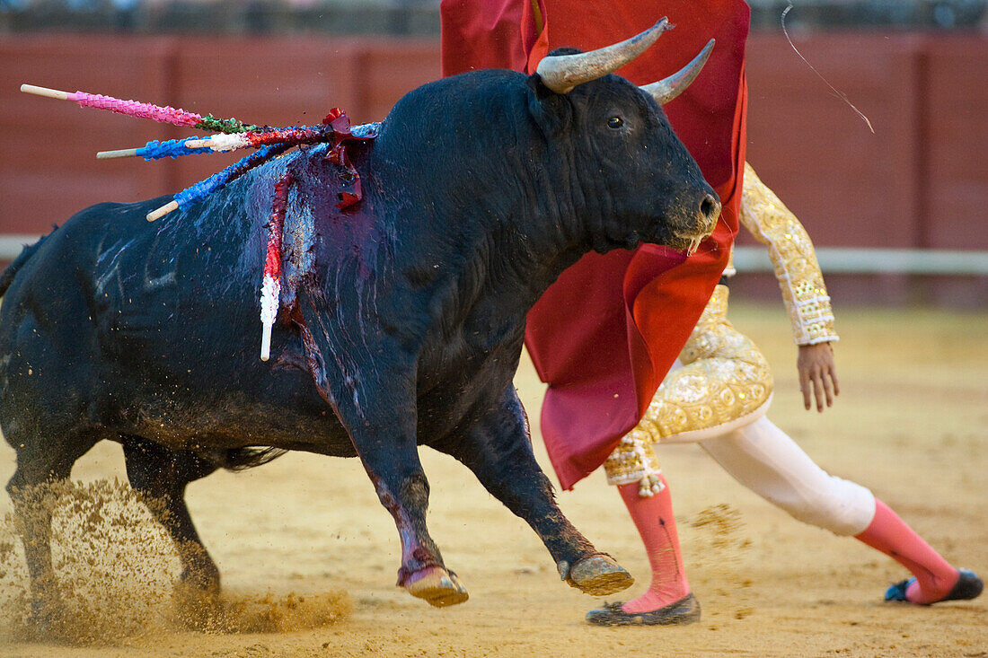 Sevilla, Spanien, 15. August 2008, César Girón kniet vor einem angreifenden Stier in der historischen Stierkampfarena von Sevilla und zeigt sein Können und seinen Mut während des Kampfes