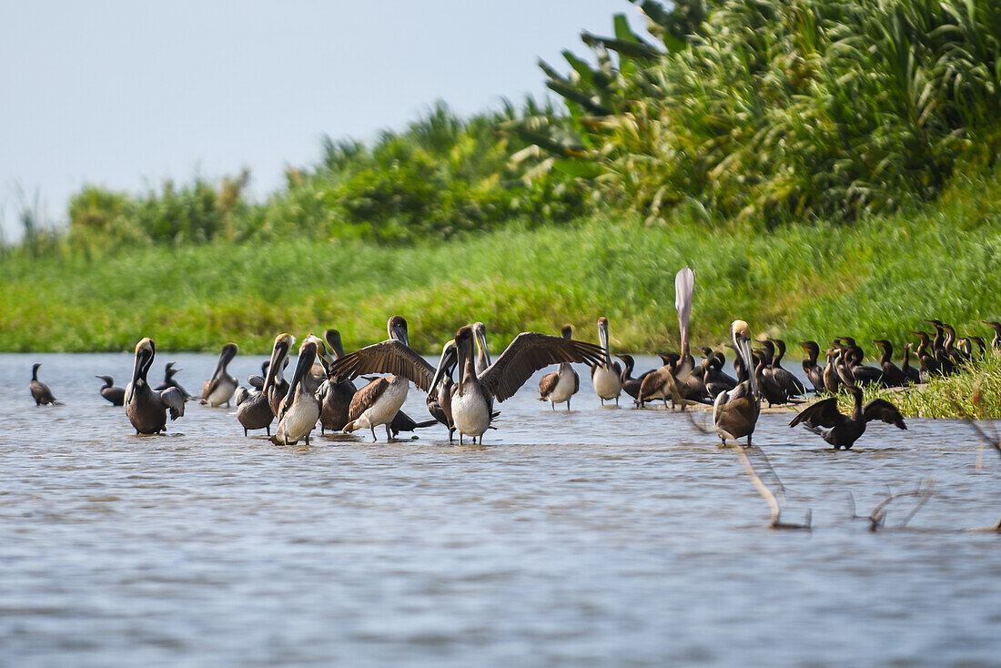 Braune Pelikane im Fluss Don Diego, Santa Marta, Kolumbien