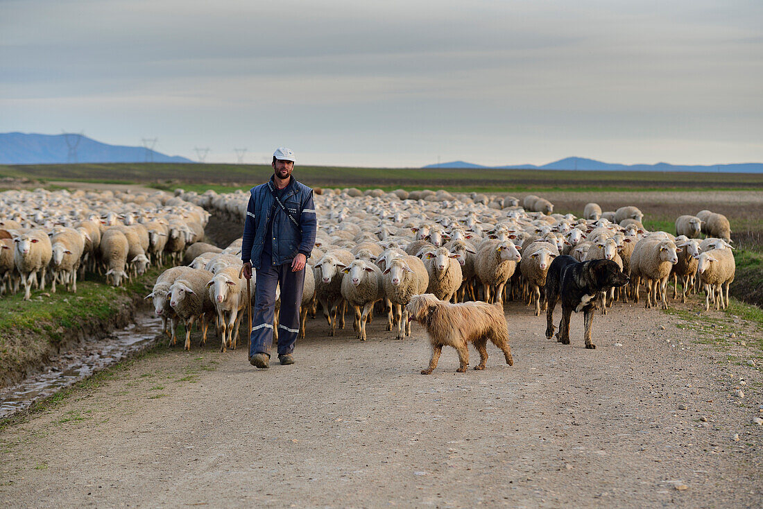 Shepherd with his flock of sheeps walking near Laguna Rodrigo, Segovia.