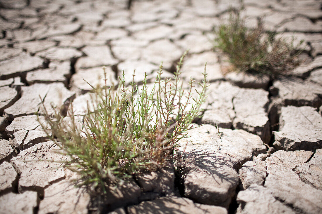 The dried marshland in Sanlucar de Barrameda features cracked soil with resilient green plants emerging from the arid terrain.