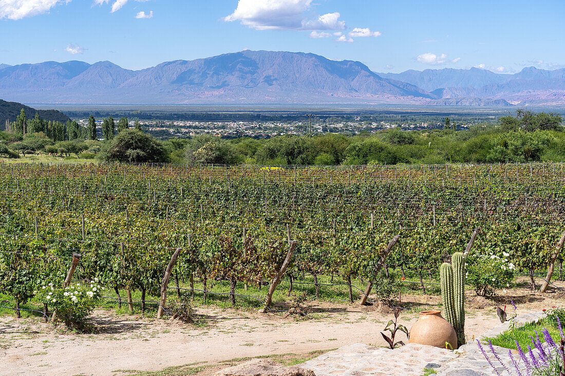 Grape vines at the Bodega and Finca las Nubes, a winery and vineyard near Cafayate, Argentina. The town of Cafayate is in the valley.