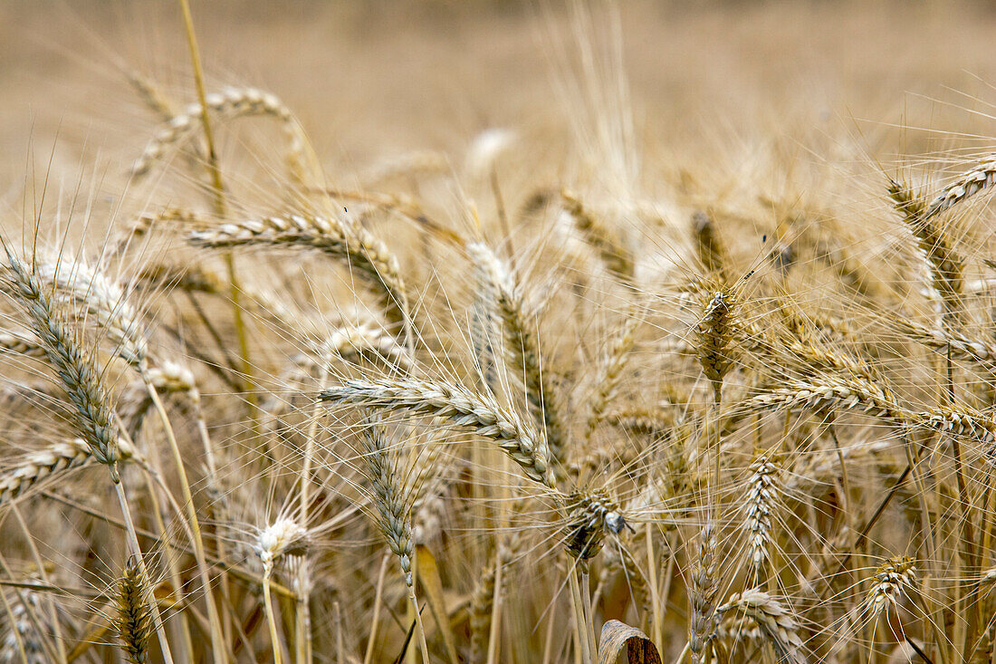 Goldene Weizenähren wiegen sich sanft in der warmen Sommerbrise über ausgedehnten Feldern in Spanien