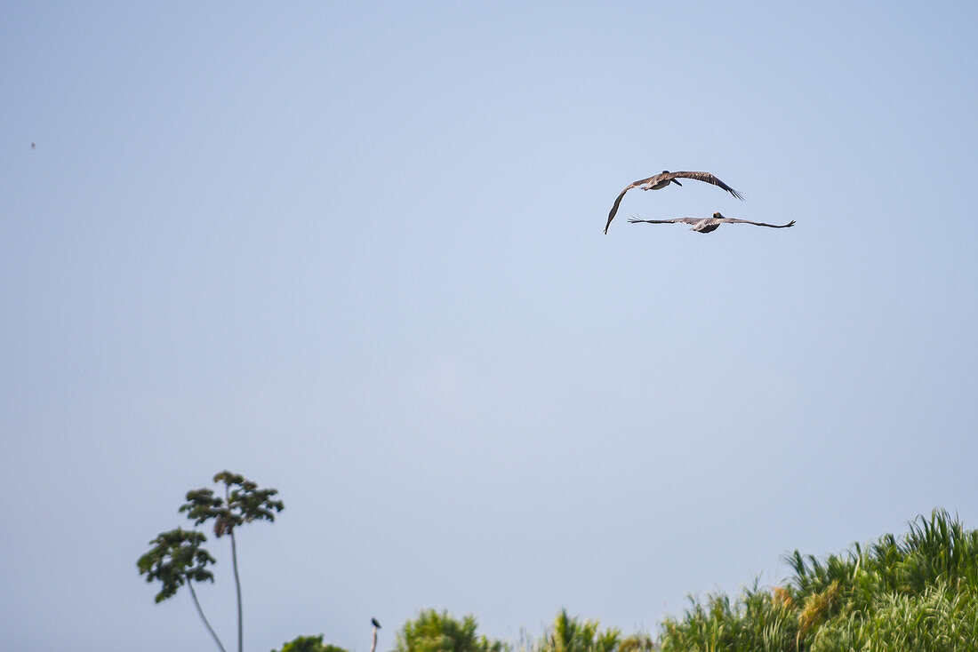 Brown pelicans in Don Diego River, Santa Marta, Colombia