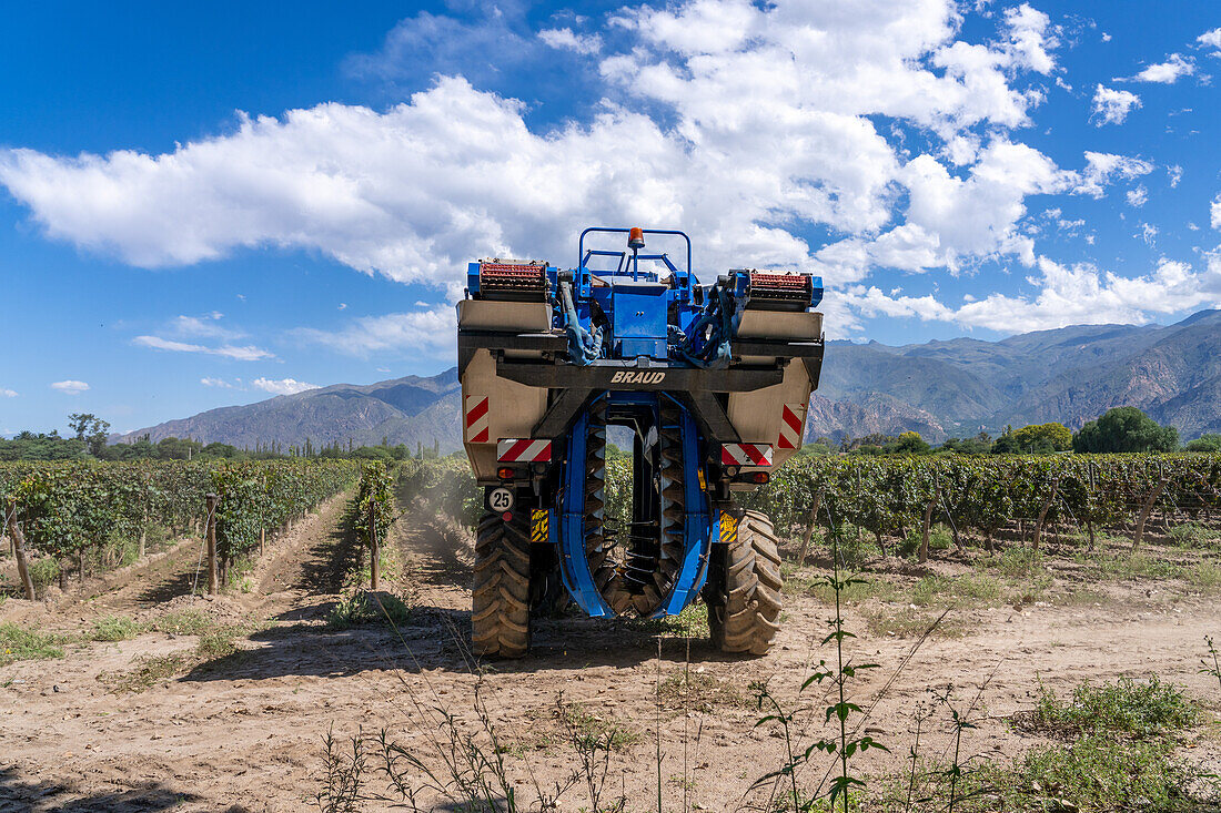 A motorized grape harvesting machine in the vineyard of the Bodega El Esteco winery in Cafayate, Argentina.