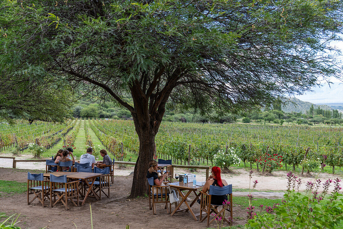 Besucher beim Mittagessen in der Bodega und Finca las Nubes, einem Weingut und Weinberg in der Nähe von Cafayate, Argentinien