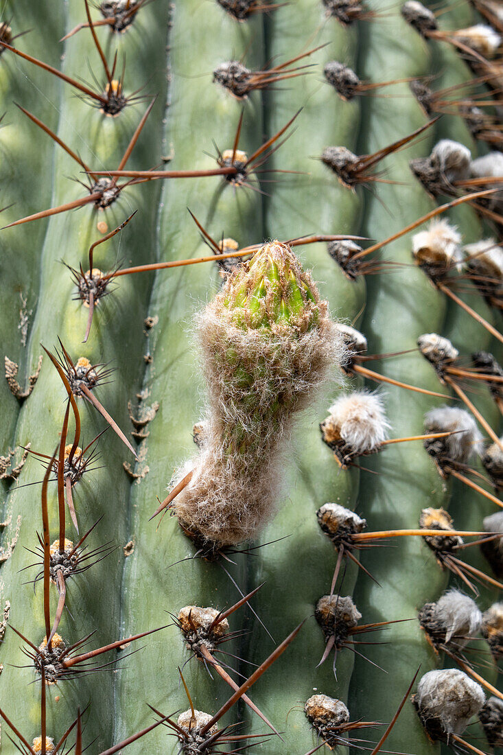 Detail einer Blütenknospe an einem argentinischen Saguaro oder Cardon Grande Kaktus, Leucostele terscheckii, in Cafayate, Argentinien