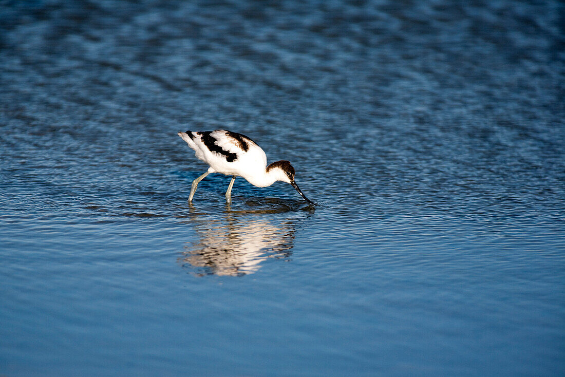 An avocet searches for food in the tranquil waters of Doñana marshland, Cádiz, showcasing its unique feeding behavior.