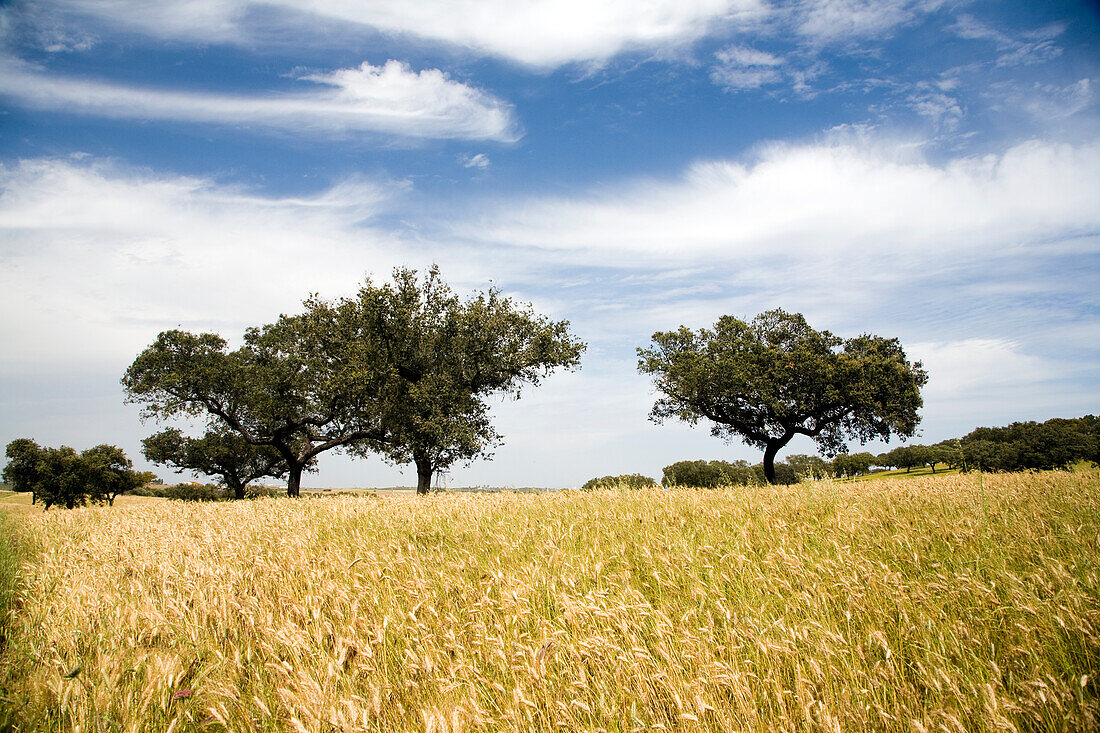 Golden wheat fields stretch across Alto Alentejo, dotted with majestic oak trees under a brilliant blue sky.