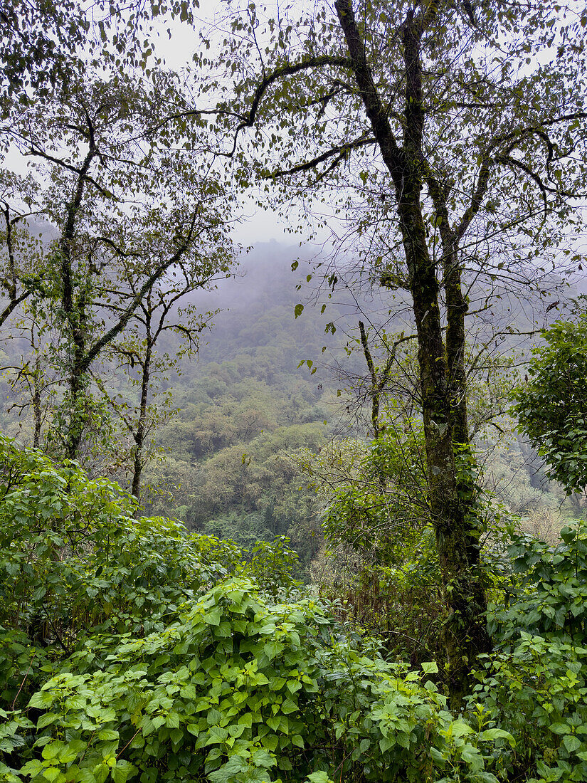 Lush vegetation in the yungas sub-tropical rainforest on a rainy day in Los Sosa Canyon Natural Reserve in Argentina.