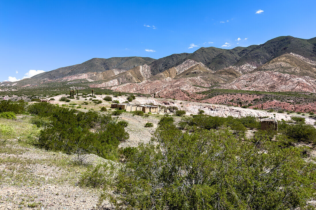 Ruinen einer alten Hacienda im Calchaqui-Tal zwischen dem Nationalpark Los Cardones und Payogasta, Argentinien. Im Vordergrund ist ein Jarilla-Strauch zu sehen