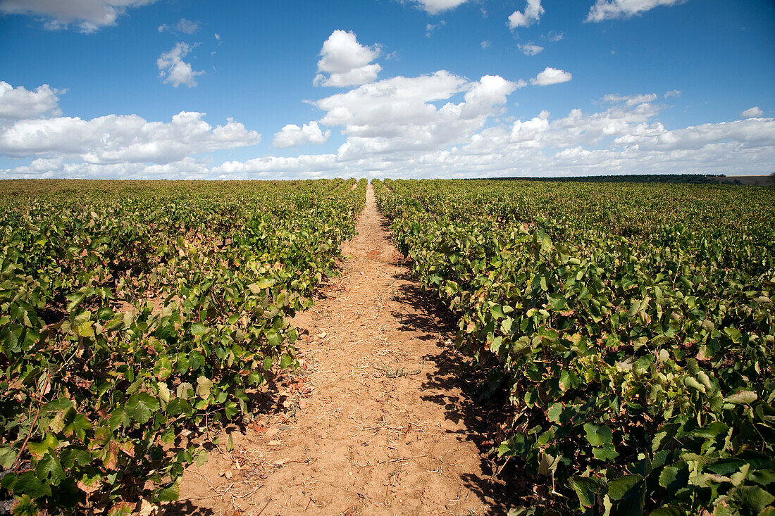 Vast vineyards stretch across Carrion de los Cespedes, where rows of grapevines thrive under a bright blue sky with scattered clouds.