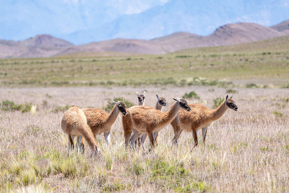 A small herd of guanacos, Lama guanico, grazes on a high plateau in Los Cardones National Park in Argentina.