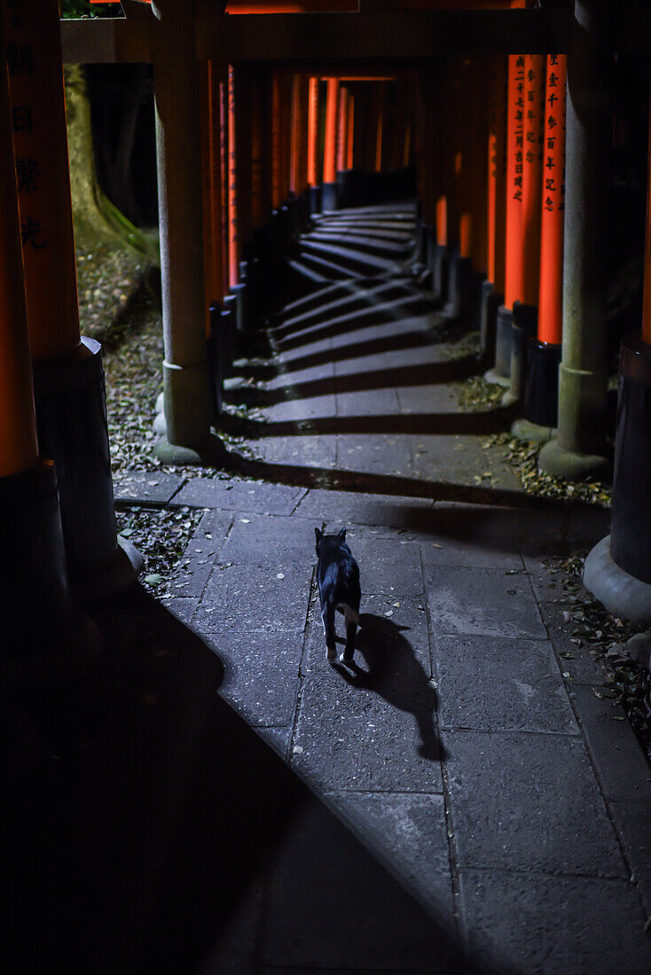 Black cat exploring Fushimi Inari Taisha temple at night, Kyoto, Japan