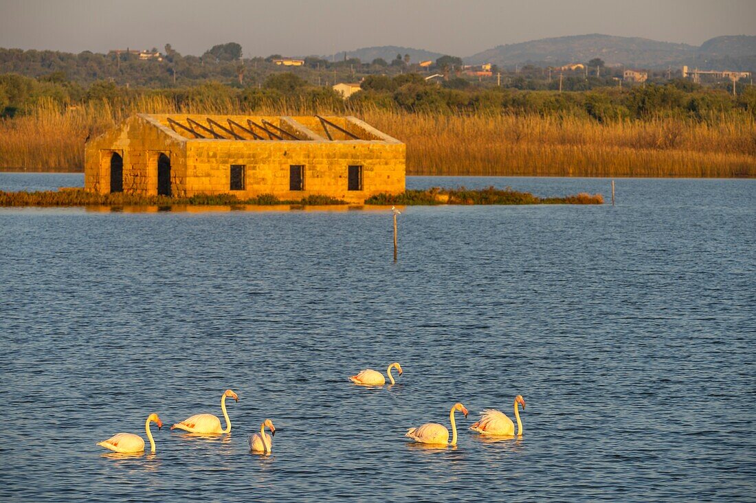 Vendicari Wildlife Oasis, Noto, Syracuse, Sicily, Italy, Mediterranean, Europe