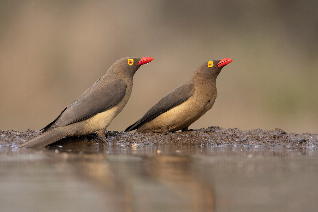 Red-billed oxpeckers (Buphagus erythrorynchus), Zimanga game reserve, South Africa