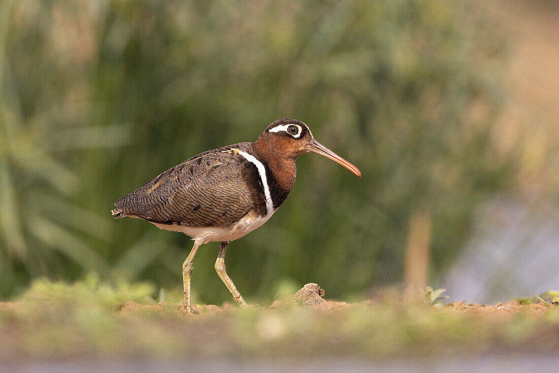 Greater painted-snipe (Rostratula benghalensis), Zimanga game reserve, South Africa, Africa