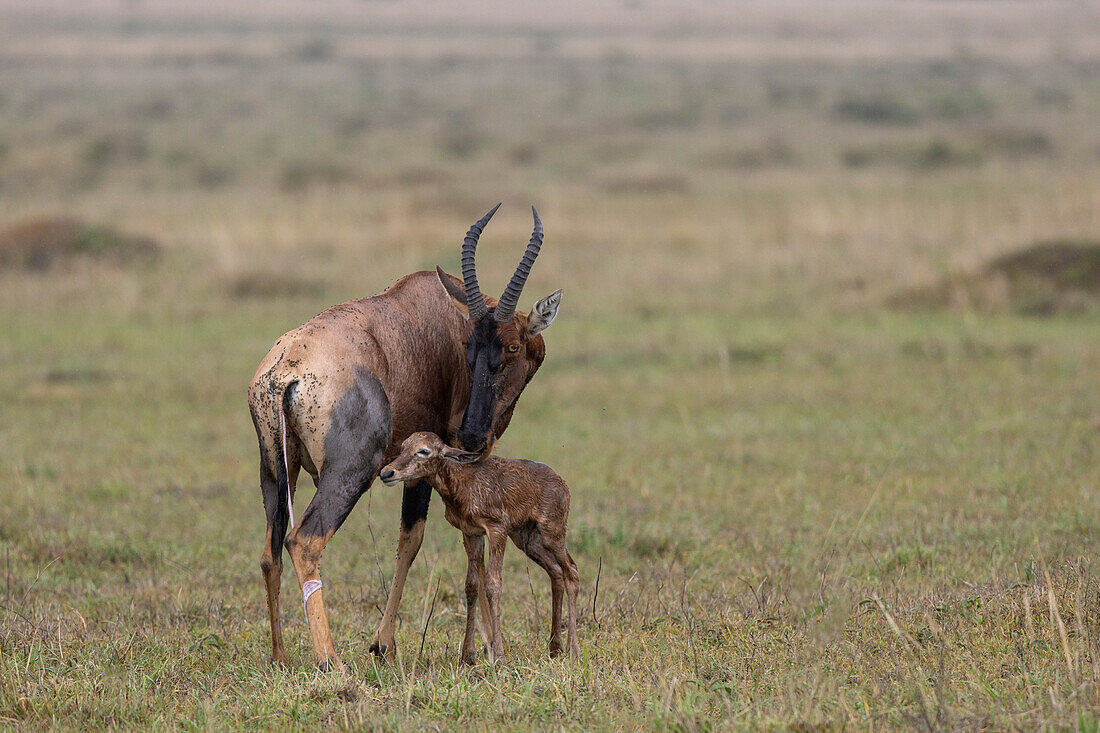 Topi (Damaliscus lunatus) mit neugeborenem Kalb, Masai Mara, Kenia, Ostafrika, Afrika