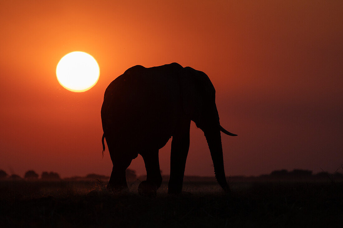 Elefant (Loxodonta africana) bei Sonnenuntergang, Chobe-Nationalpark, Botsuana, Afrika