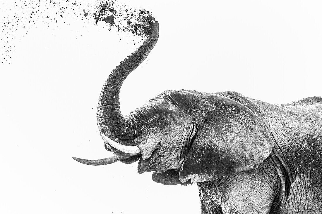 Elephant (Loxodonta africana) dusting, Chobe National Park, Botswana, Africa