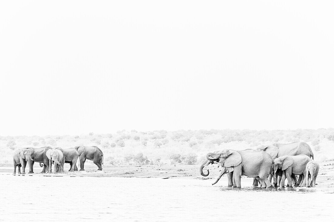 Elephant (Loxodonta africana) drinking in Chobe River, Chobe National Park, Botswana, Africa