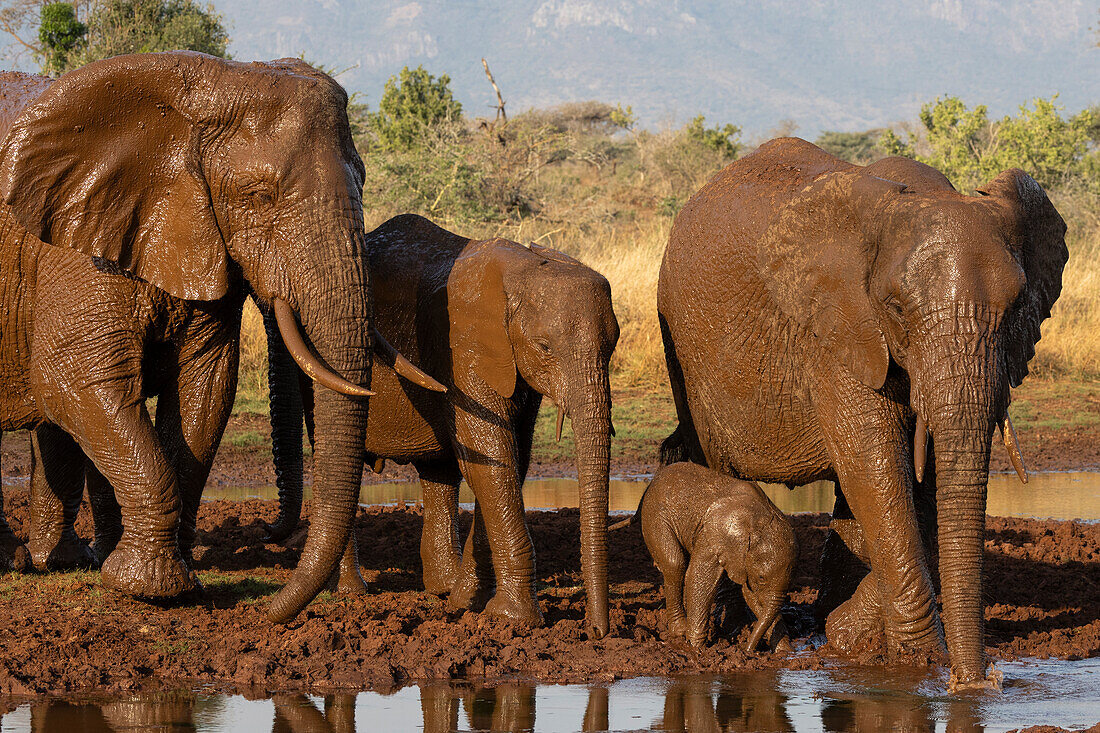 Elefanten (Loxodonta africana) bei der Schlammsuhle, Zimanga private game reserve, Südafrika, Afrika