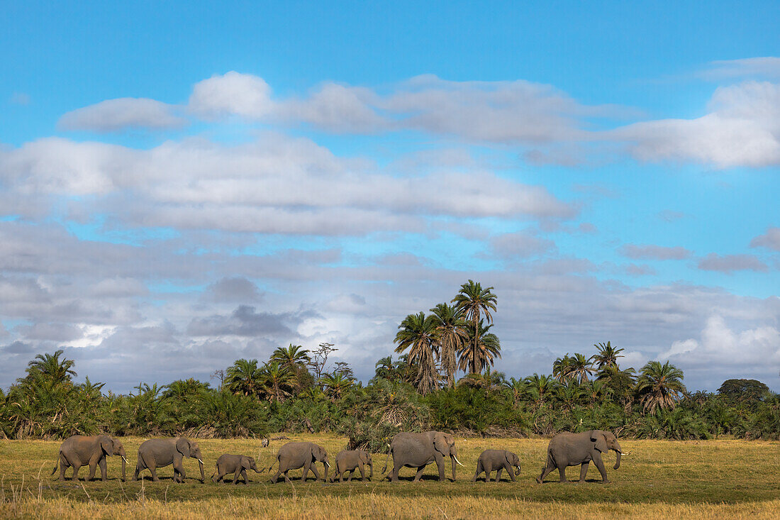 Elefanten (Loxodonta africana), Amboseli-Nationalpark, Kenia, Ostafrika, Afrika