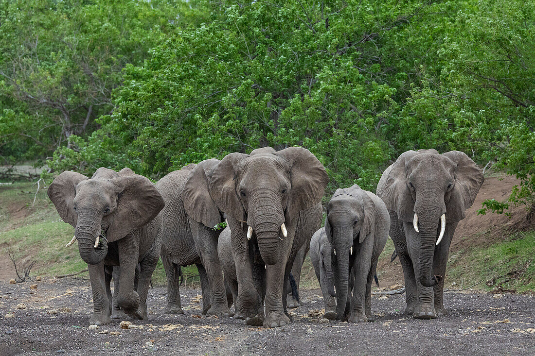 Elephants (Loxodonta africana), Mashatu Game Reserve, Botswana, Africa