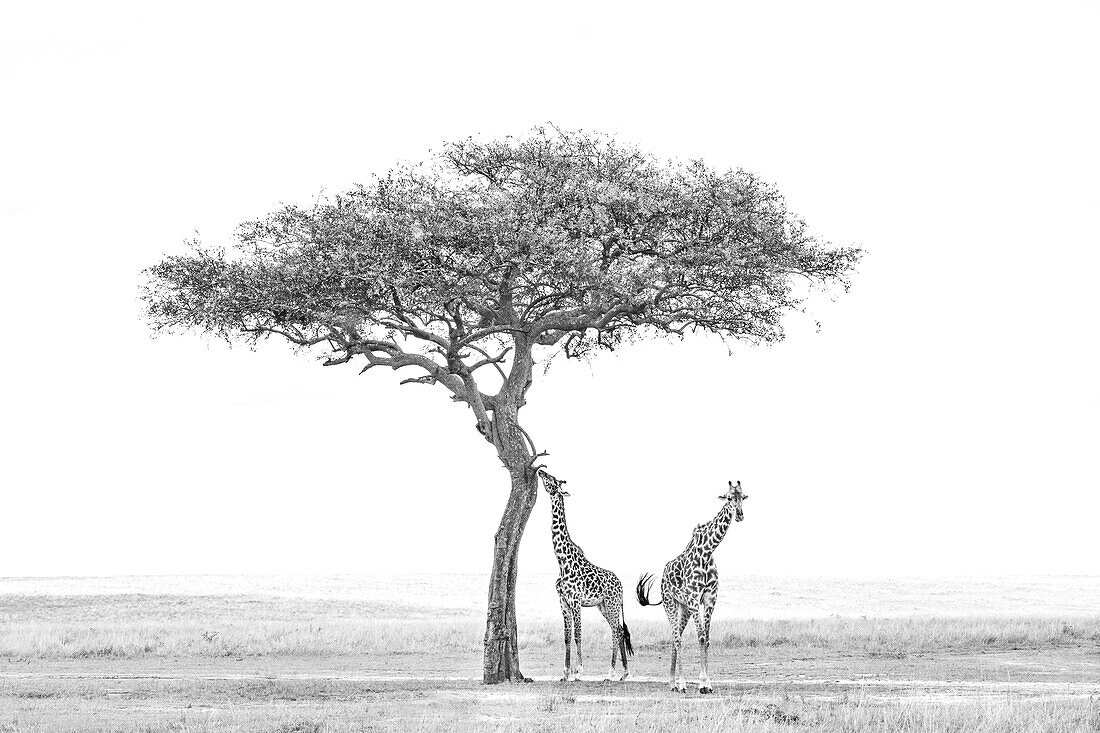 Giraffe (Giraffa camelopardalis), Masai Mara, Kenya, East Africa, Africa