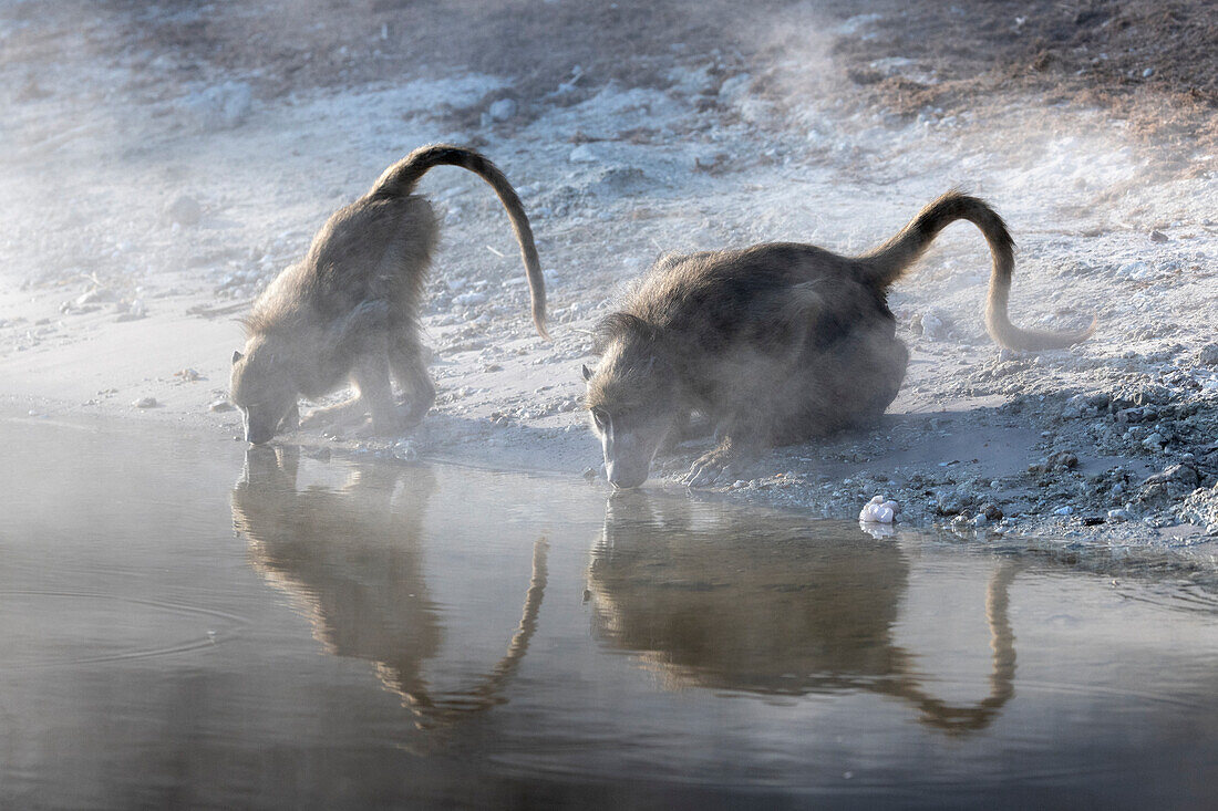 Chacma-Paviane (Papio ursinus) beim Trinken, Chobe-Nationalpark, Botsuana, Afrika