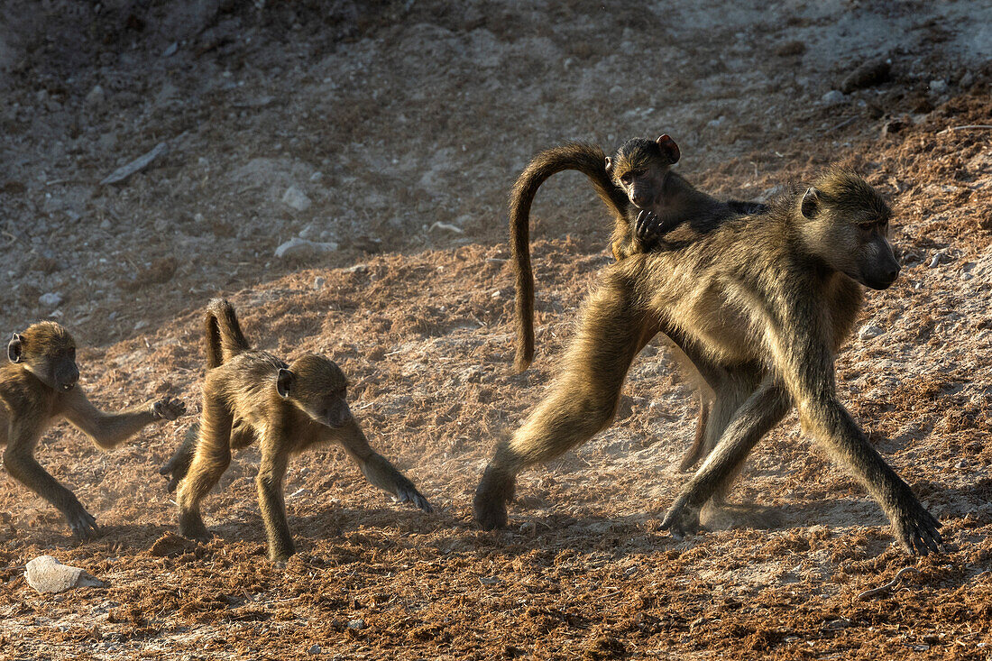 Chacma-Paviane (Papio ursinus), Chobe-Nationalpark, Botsuana, Afrika