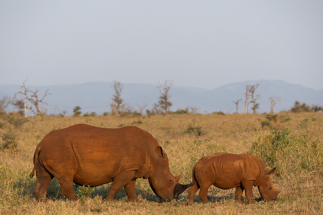 Breitmaulnashorn (Ceratotherium simum) mit Kalb, Zimanga privates Wildreservat, KwaZulu-Natal, Südafrika, Afrika