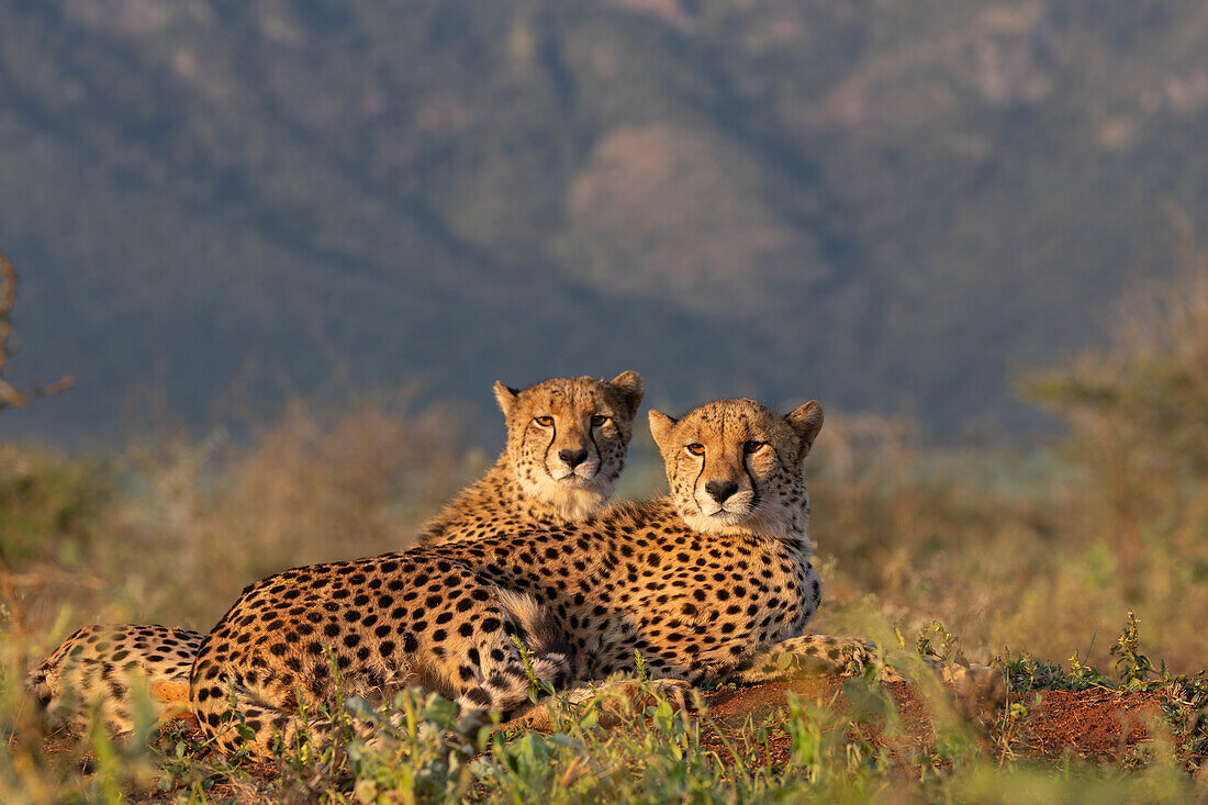 Gepard (Acinonyx jubatus), Zimanga privates Wildreservat, KwaZulu-Natal, Südafrika, Afrika