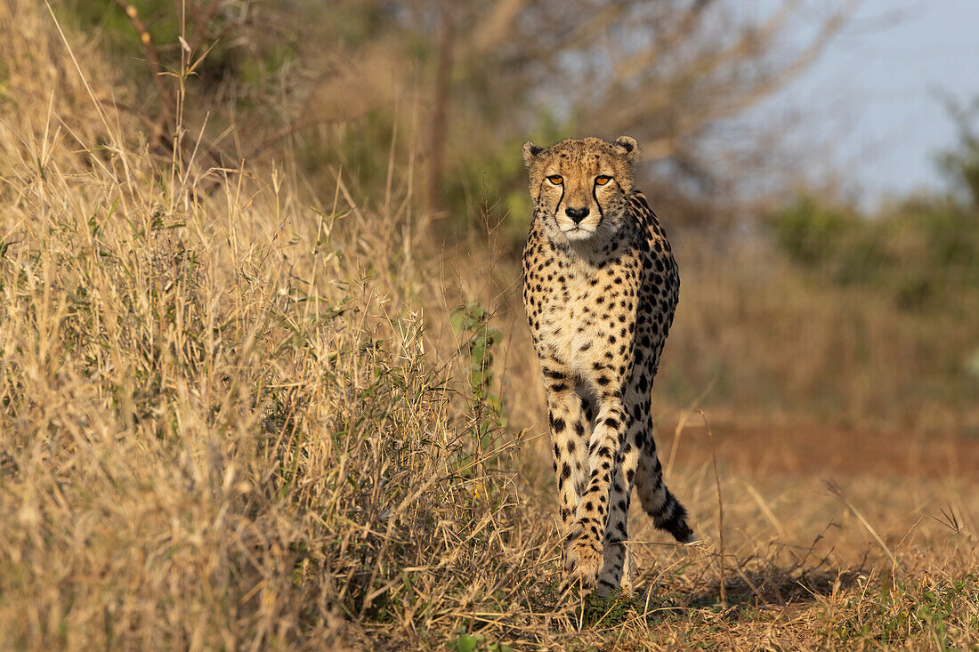 Gepard (Acinonyx jubatus), Zimanga privates Wildreservat, KwaZulu-Natal, Südafrika, Afrika