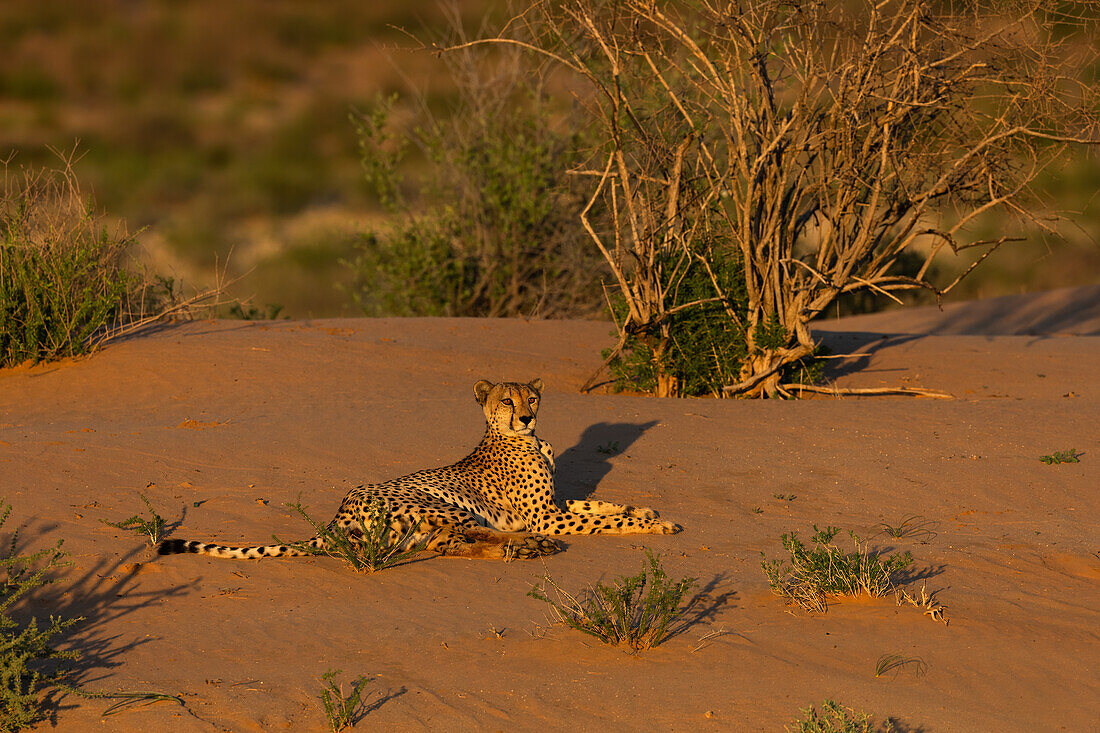 Gepard (Acinonyx jubatus), Kgalagadi Transfrontier Park, Nordkap, Südafrika, Afrika