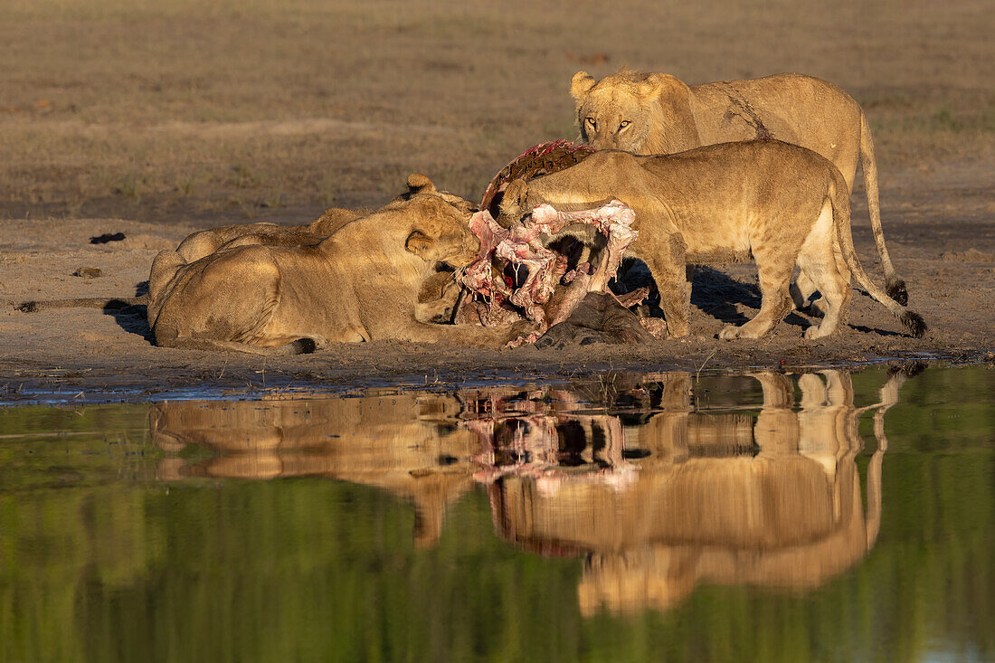 Löwe (Panthera leo) am erlegten Büffel, Chobe-Nationalpark, Botsuana, Afrika