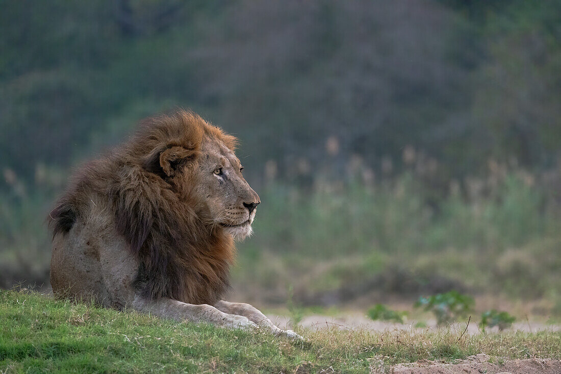 Lion (Panthera leo), Zimanga private game reserve, KwaZulu-Natal, South Africa, Africa