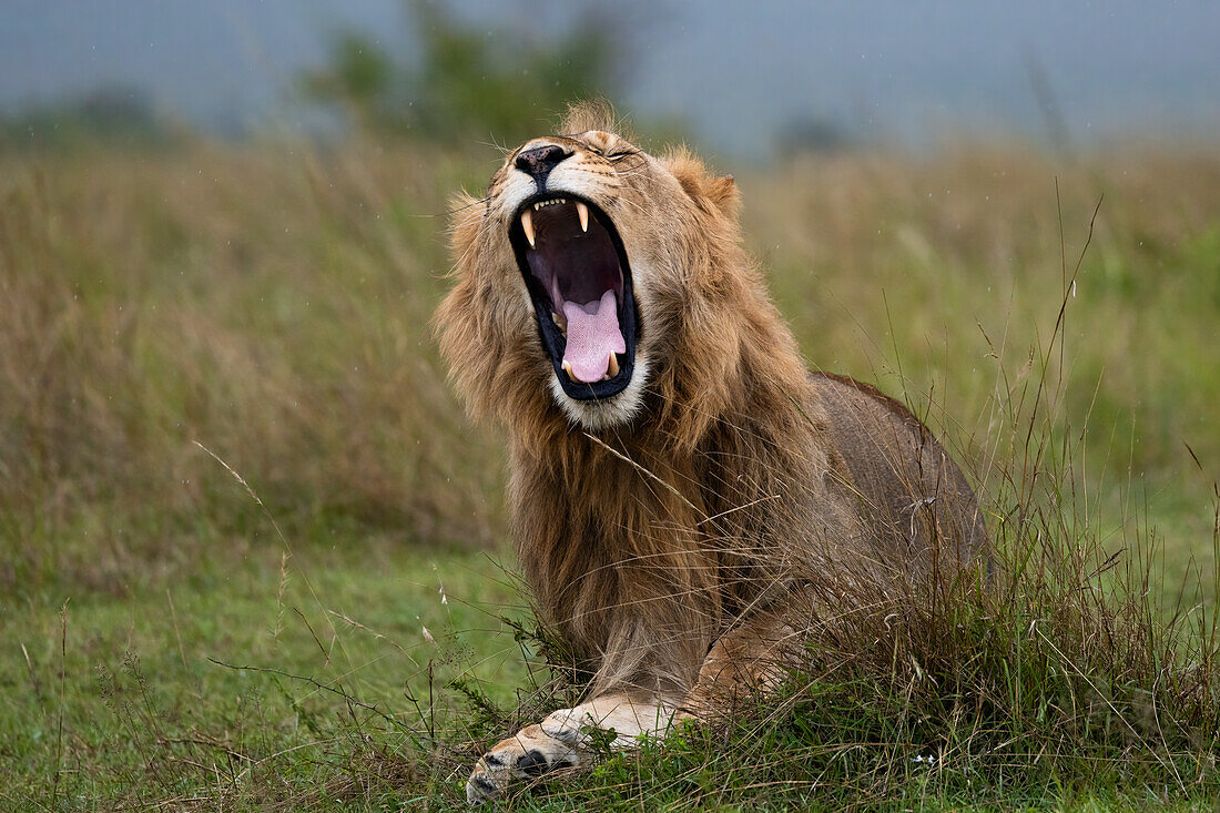 Löwe (Panthera leo) gähnt, Masai Mara, Kenia, Ostafrika, Afrika