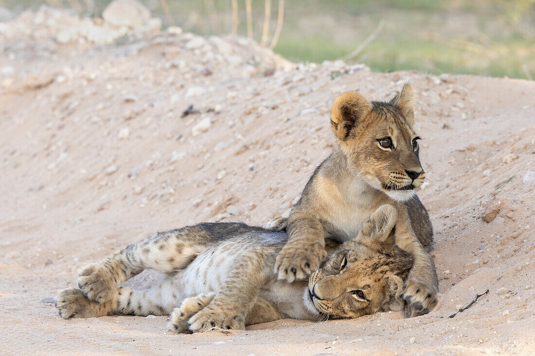 Löwen (Panthera leo) Jungtiere, Kgalagadi Transfrontier Park, Nordkap, Südafrika, Afrika