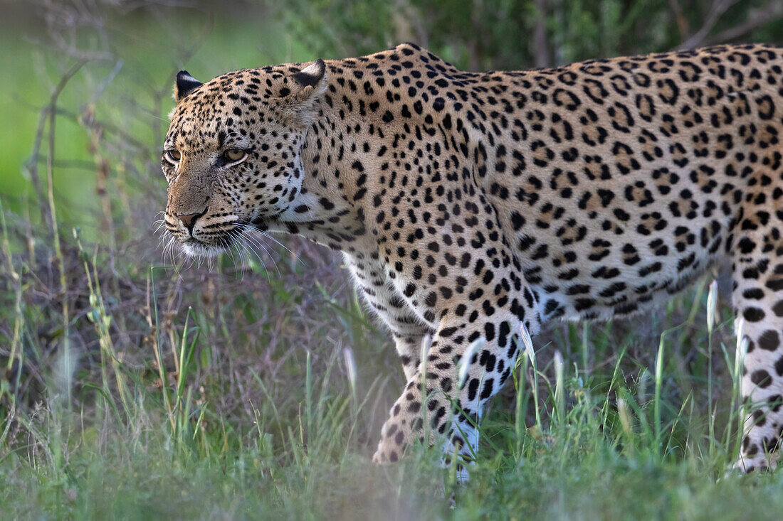 Leopard (Panthera pardus), männlich, Kgalagadi Transfrontier Park, Nordkap, Südafrika, Afrika