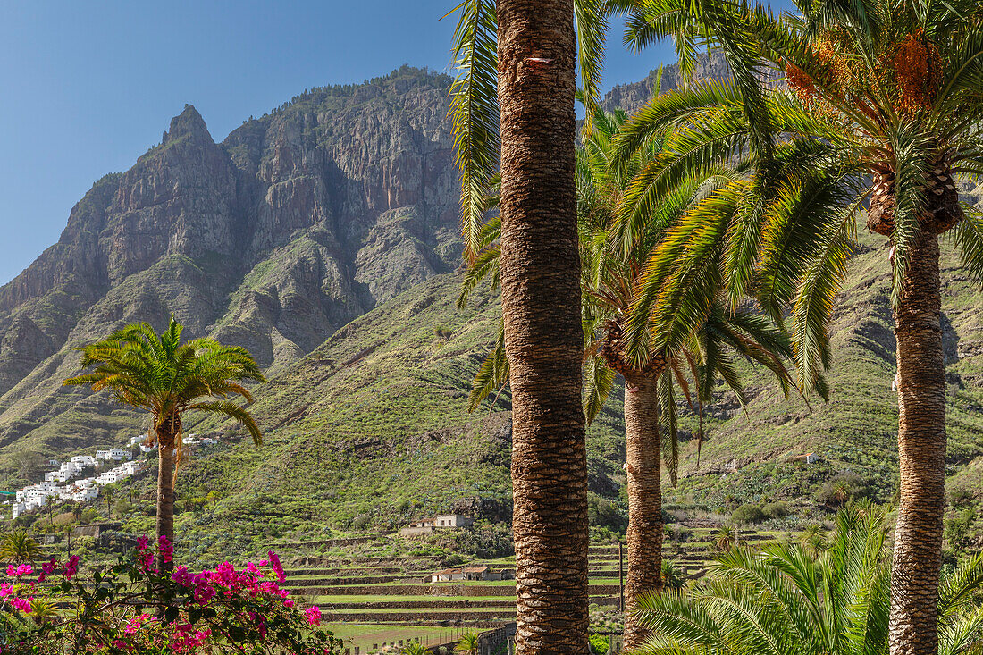 Valley of Agaete, Barranco de Agaete, Agaete, Gran Canaria, Canary Islands, Spain, Atlantic, Europe