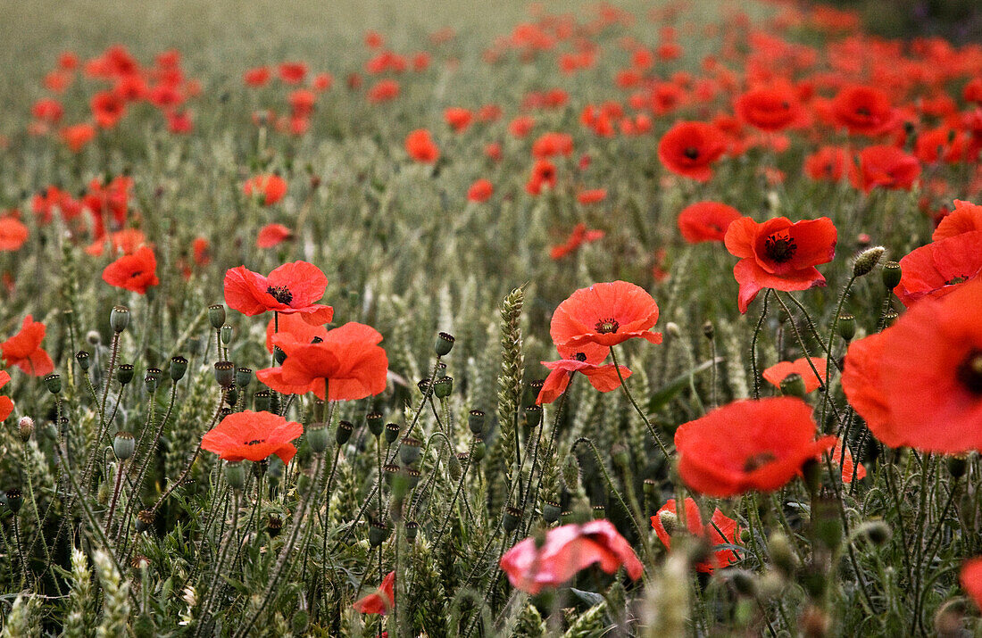 Wild poppies, rural Norfolk, England, United Kingdom, Europe