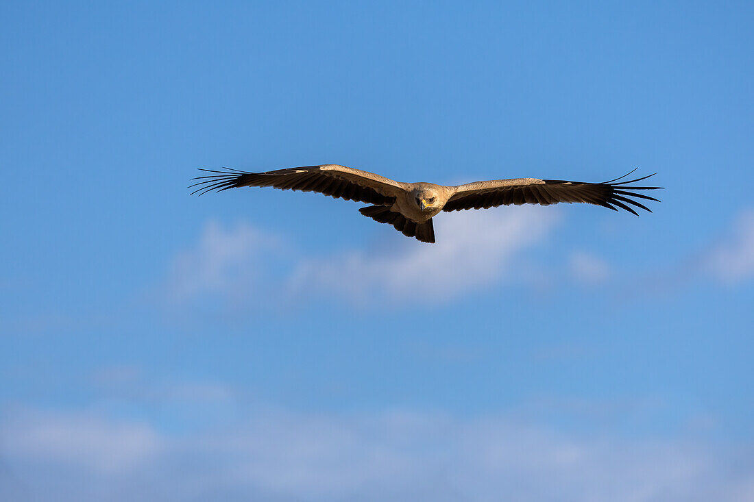 Tawny eagle (Aquila rapax) in flight, Kgalagadi transfrontier park, South Africa, Africa