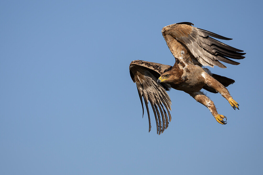 Raubadler (Aquila rapax) im Flug, Zimanga private game reserve, KwaZulu-Natal, Südafrika, Afrika