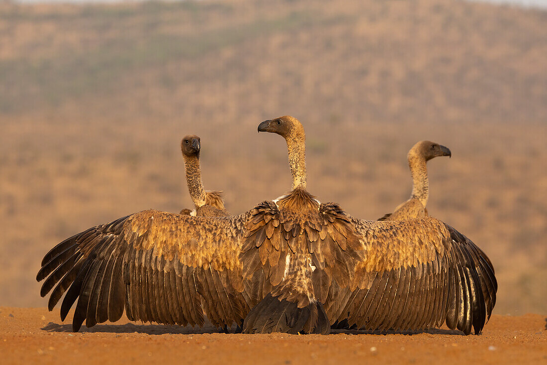 Weißrückengeier (Gyps africanus) beim Dominanzkampf, Zimanga private game reserve, KwaZulu-Natal, Südafrika, Afrika