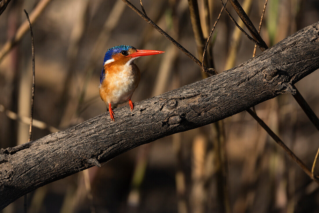 Malachit-Eisvogel (Corythornis cristatus), Chobe-Nationalpark, Botsuana, Afrika