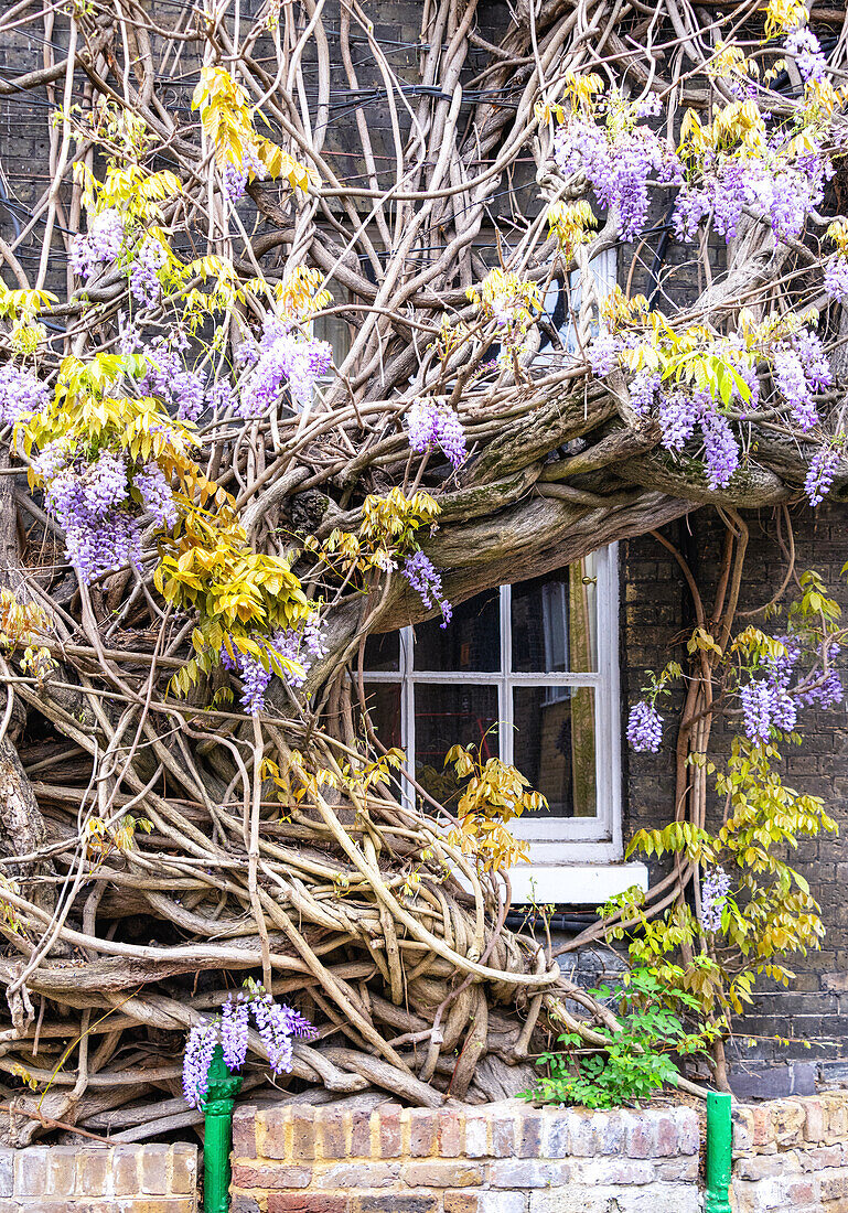 The oldest wisteria in England, planted in 1816, on Griffin Brewery, Chiswick, London, England, United Kingdom, Europe