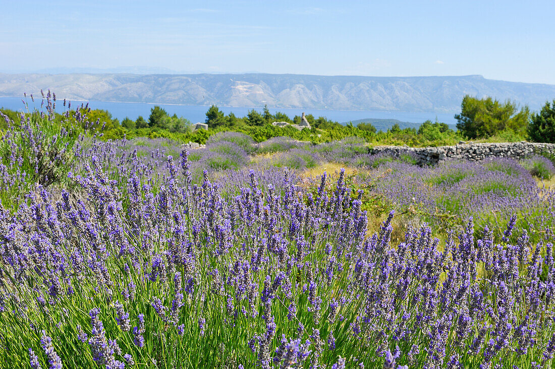 Lavender field in the area around Velo Grablje, Hvar island, Croatia, Southeast Europe