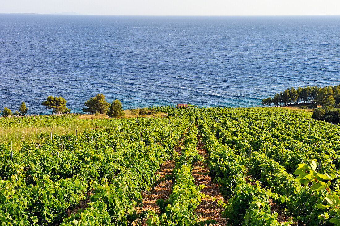 Vineyard on the hillside by the sea in the area around Sveta Nedjelja, south part of Hvar island, Croatia, Southeast Europe