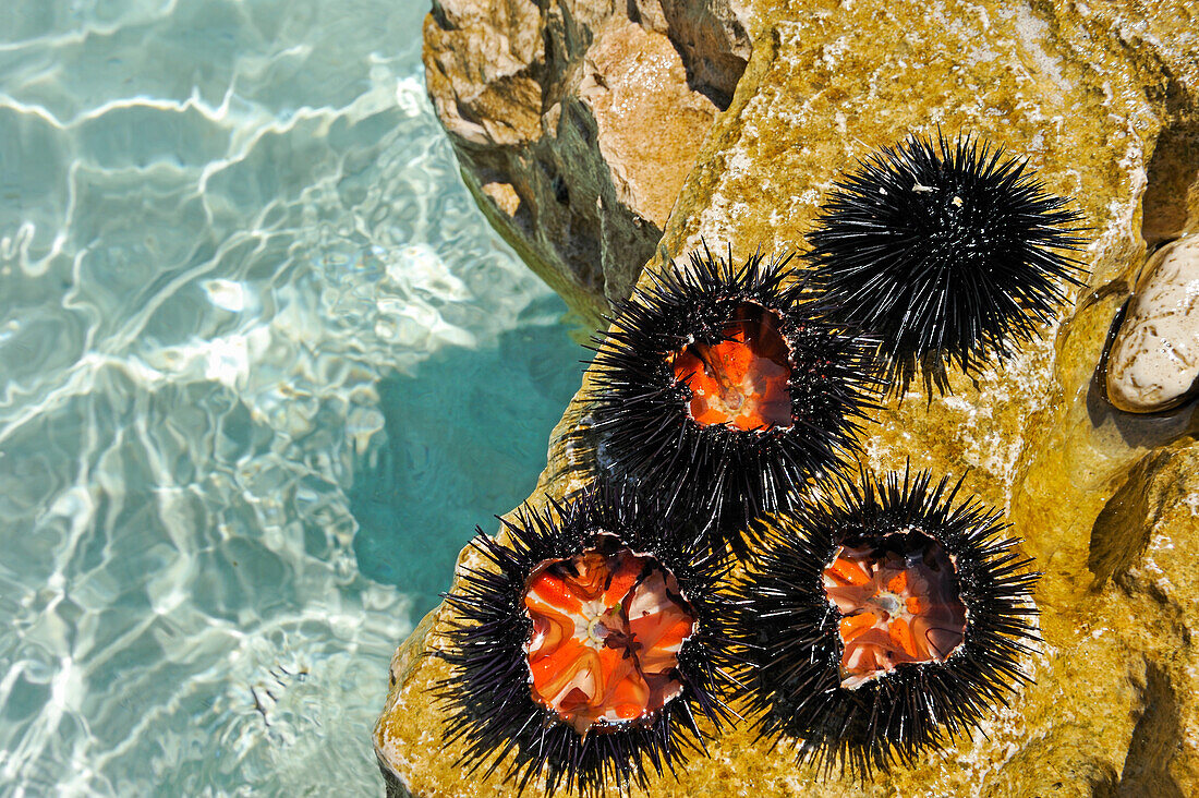 Gerade gefangene und geöffnete Seeigel mit den essbaren Kernen (uni), Perna-Bucht, Palmizana, Insel St. Clemens, Hölleninseln (Pakleni), Hvar Stadt, Insel Hvar, Kroatien, Südosteuropa